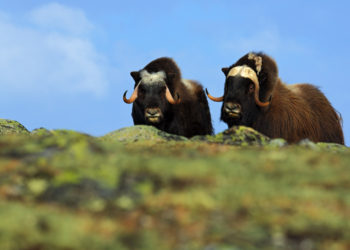 Bitcoin Eyes $41,000-Retest as Two Indicators Confirms Bull Run