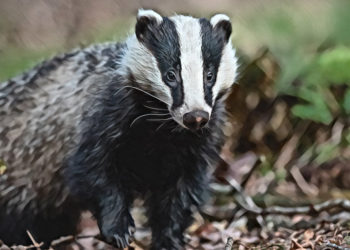 Wen DIGG? BadgerDAO’s Bitcoin rebasing token appears on chain