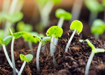 Banning Disruptive Online Groups Is A game of Whac-a-Mole