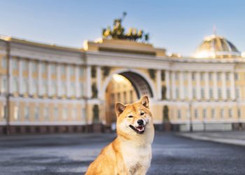 What Does Dogecoin Have to Do With Government Crypto Bans?