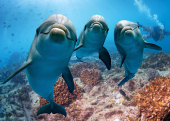 So You’re Not a Bitcoin Whale – But What Kind of BTC Sea Creature Are You?