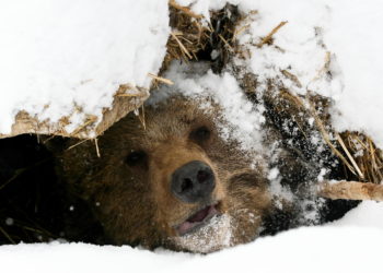 Current Bitcoin Consolidation Zone Could Act As The Next Bear Market Bottom