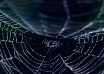 U.S. Woman Charged Over Attempted Dark Web Murder-for-Hire Paid With Bitcoin