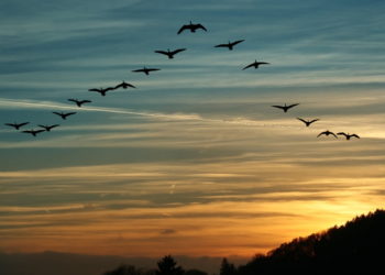 Cardano Founder Expects The Birds to Land in March as ADA Sentiment Recovers