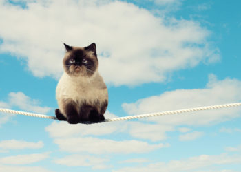 Uniswap’s UNI Hung After Hitting Record High; Breakdown Risks Persist