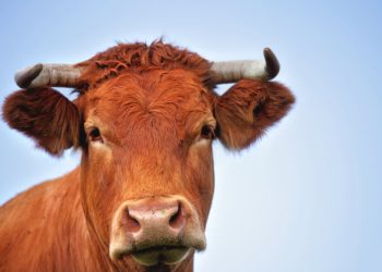 Analyst Makes Bold Case for $500