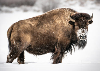 This U.S. state could legally recognize Ethereum DAOs