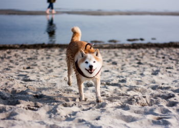 Dogecoin Perspectives and Gamestop Incident