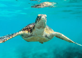 Binance Smart Chain project TurtleDex pulls the rug on its users and steals $2.5 million