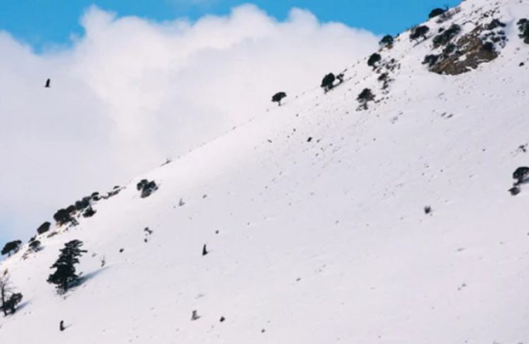 How Avalanche’s bridge to ETH and BTC could take over DeFi