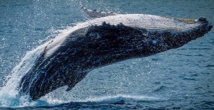 Bitcoin whales on defense, how BTC could reach a new ATH