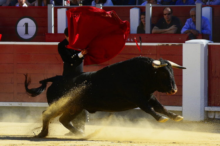 Bulls In Trouble As $50,000 Is Lost
