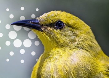 Could civil war in Ethiopia affect Cardano’s Africa plans?