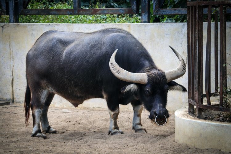 Latest Bitcoin Dip Did Little In Offsetting “Wildly Bullish” Bias; Here’s Why