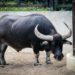 Latest Bitcoin Dip Did Little In Offsetting “Wildly Bullish” Bias; Here’s Why