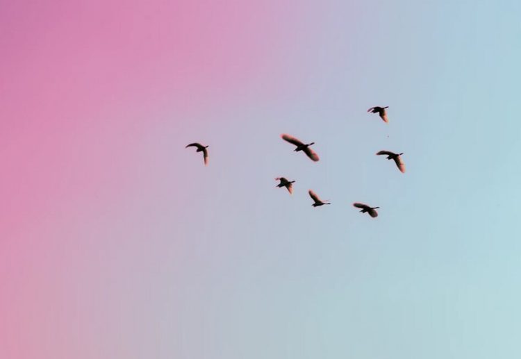 Cardano Unveils Smart Contracts Platform Rollout Plan