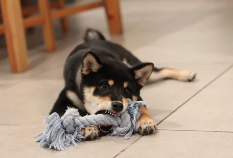 Up 131% In One Week DOGE Could Bring Doom To Crypto Rally