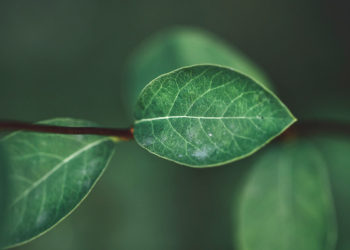 Much-awaited ‘green’ cryptocurrency Chia has launched—and you can mine it at home