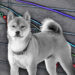 Traders lost $200 million trading Dogecoin and Shiba Inu (SHIB) yesterday