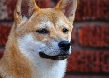 Finding Ethereum fees too high? Blame ‘petcoins’ like Shiba Inu (SHIB)