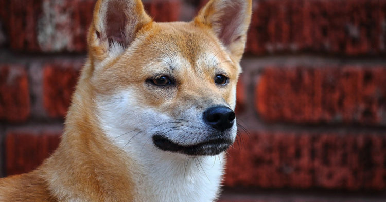 Finding Ethereum fees too high? Blame ‘petcoins’ like Shiba Inu (SHIB)