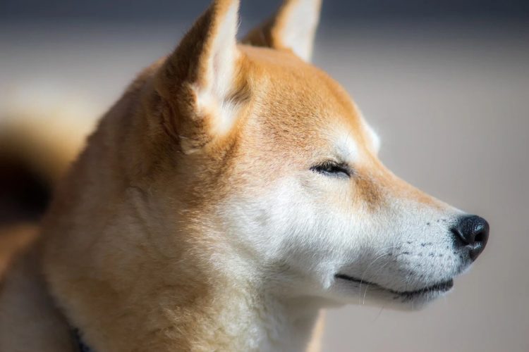 Dogecoin more popular than Ethereum among Americans