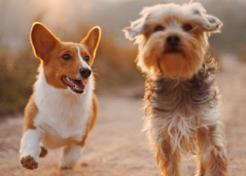 $1.7 billion liquidated as crypto markets dumps after ‘petcoin’ frenzy