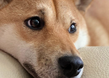 Binance lists ‘Dogecoin killer’ Shiba Inu (SHIB) and its perpetual futures