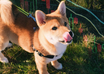 Traders lose $46.5 million on first day of SHIB futures