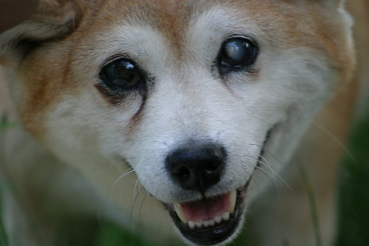 Vitalik owns 50% of Shiba Inu’s (SHIB) supply, and it’s worrying investors