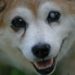 Vitalik owns 50% of Shiba Inu’s (SHIB) supply, and it’s worrying investors