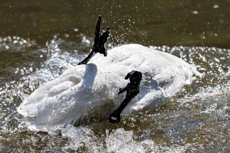 Taleb Releases a Dirty Swan Upon Bitcoin, Bitcoiners Were Fast to Clean It