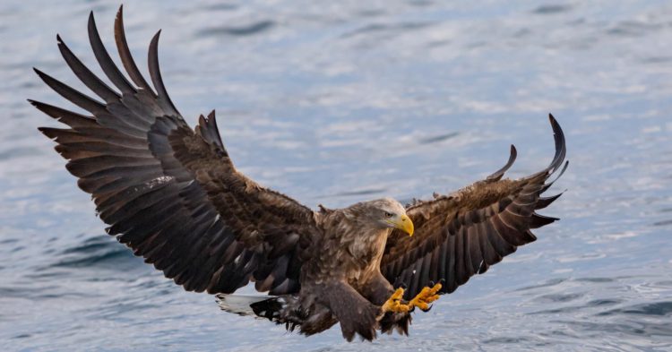 How Cardano Could Fail, According To Charles Hoskinson