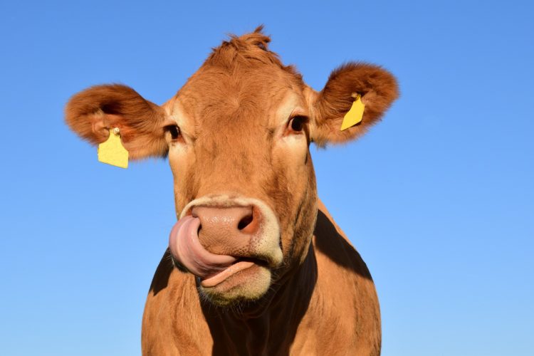 Crypto mining equipment uses cow poo for electricity, is this the answer?