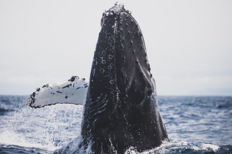 Bitcoin Whale Ratio Soars, Could A Crash Be Coming?