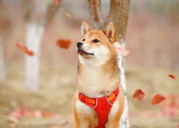 Crypto community spends $1 million to revive Elon Musk-inspired token Floki Inu