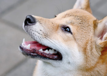 Report shows Shiba Inu (SHIB), Dogecoin (DOGE) users led altcoin surge in 2021