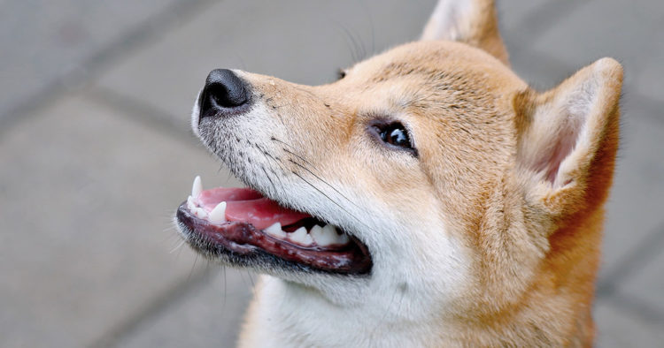 Report shows Shiba Inu (SHIB), Dogecoin (DOGE) users led altcoin surge in 2021