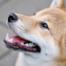 Report shows Shiba Inu (SHIB), Dogecoin (DOGE) users led altcoin surge in 2021