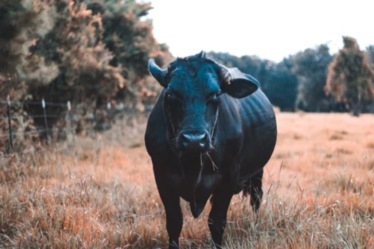 Ethereum Bolsters Bulls? What Brought Back Retail Investors