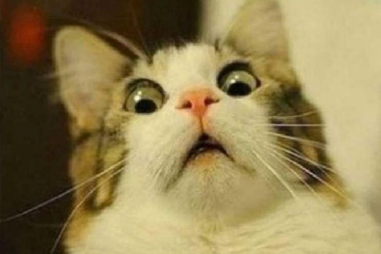 Ethereum Burning Fee, Pantera Trimming BTC and 20 Crypto Jokes