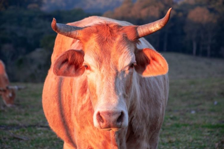 Despite Drop To $47k, Coinbase Observes 31k Bitcoin Outflow. Bull Rally Still On?