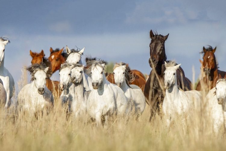 Multi-Chain Future Brings Multiple Competitors to Bitcoin & Ethereum