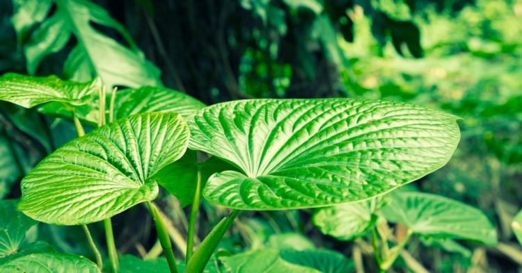 DeFi Platform Kava Launches $185M Fund to Onboard New Projects — CoinDesk