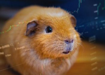The crypto trading hamster who ‘hodls’ Tron, XRP, and Cardano