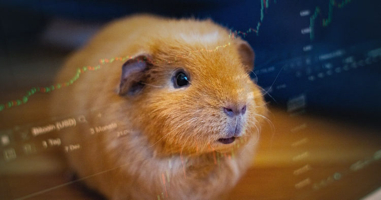The crypto trading hamster who ‘hodls’ Tron, XRP, and Cardano