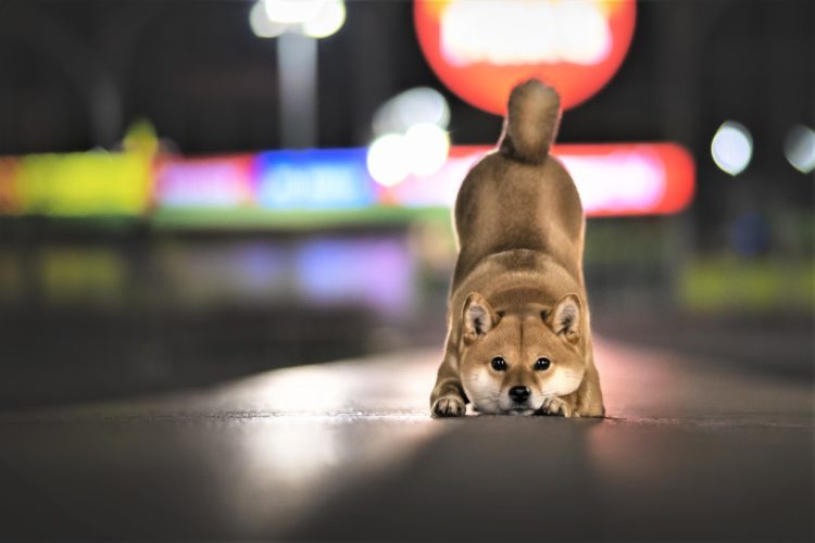 Shiba Inu Speculators Could Learn This Lesson from Dogecoin