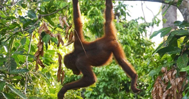 Traders Are ‘Apeing’ Into a Sam Altman Crypto Lookalike, Driving Prices 68% in 24 Hours