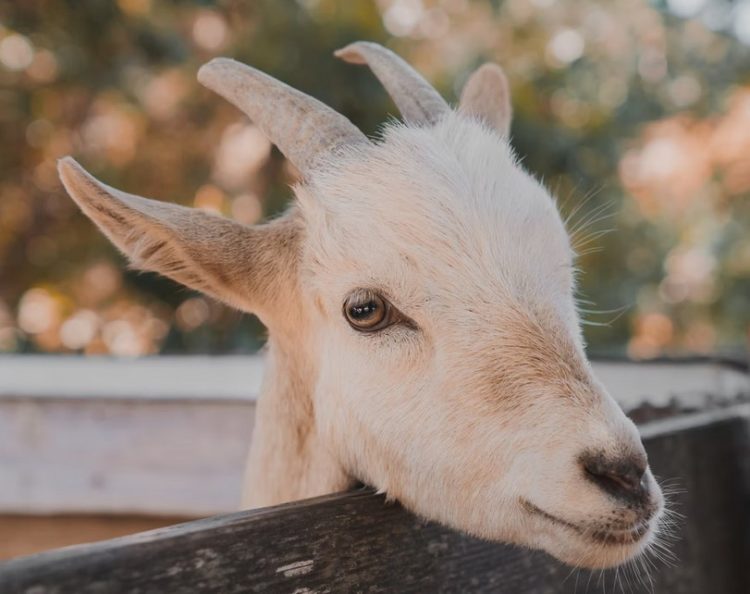 El Salvador Disables Bitcoin Price On App To Stop Scalpers