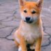 Buzz Around Shiba Inu Is Nowhere Close to Retail Frenzy Seen in May — CoinDesk